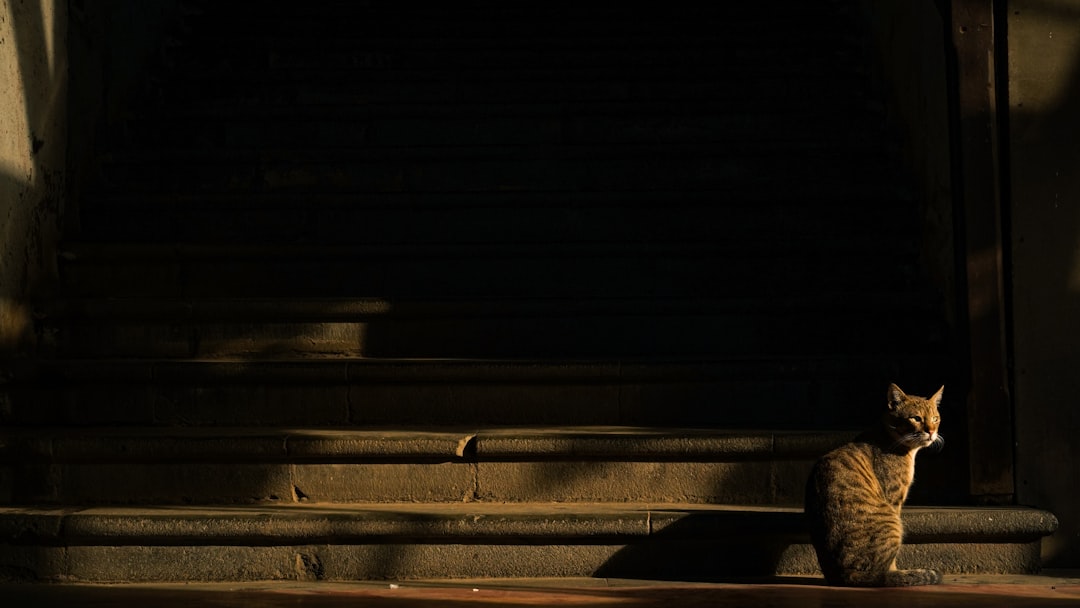 A cat sits on steps in dramatic light.