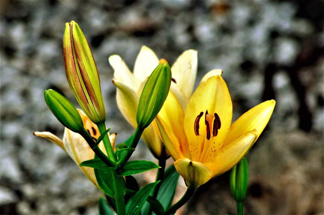 a group of yellow flowers