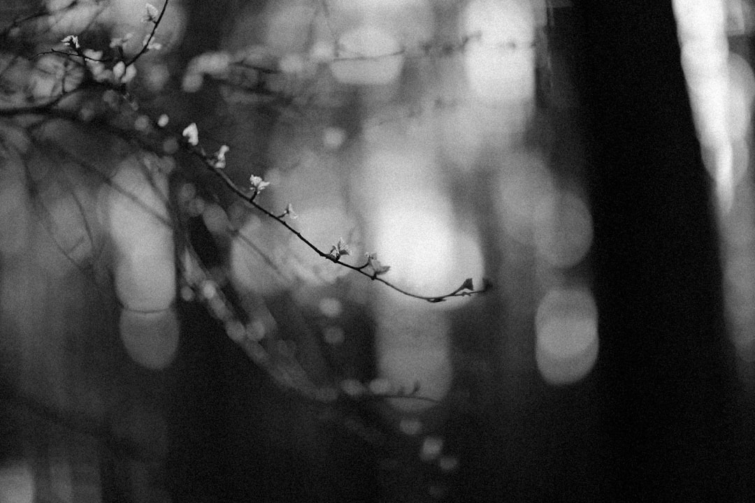 a black and white photo of a tree branch