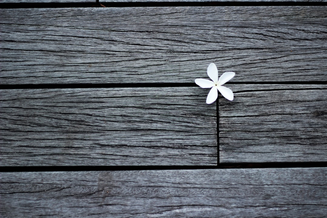 white flower on brown wooden planks