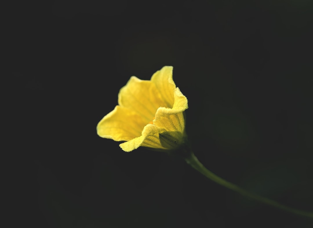 a yellow flower with a black background